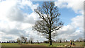 Trees growing on a field boundary