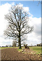 Field boundary south of View Farm