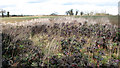 Cabbage patch in crop field