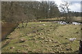 Sheep beside the Blane Water