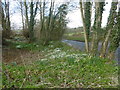 Snowdrops alongside Hall Road