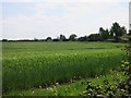 Barley field on the edge of Histon