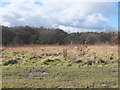 Scrubland between Cobb