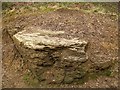 Rock outcrop in Black Carr Wood