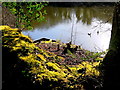 Geese on Walden Pond