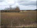 TL6368 : Farmland off Snailwell Road by JThomas