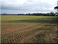 Young crop field off Warren Road