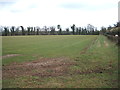 Young crop field, Tuddenham Corner