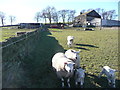 Sheep at Bowood Farm, Sowerby