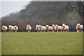 SS9930 : West Somerset : Grassy Field & Sheep by Lewis Clarke