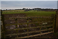 West Somerset : Grassy Field & Gate