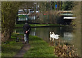 Swans on the Erewash Canal