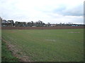 Young crop field towards Risby