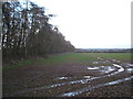 Young crop field beside woodland