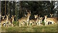 Deer near Hunstrete House