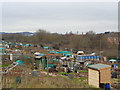 Coney Green Drive Allotments (2)