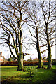 Ancient Beech Trees