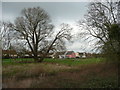 Tree and green, Hadleigh