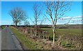 Tree-Lined Road At Keyshill