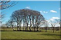 Rookery Near Lawhill