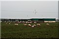 Pigs by the minor road near Raywell Park