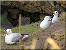 NU2517 : Fulmars on cliff east of Howick by Andrew Curtis