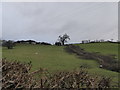 Hedgeline below Upper Bolbro farm