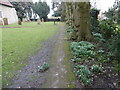 Snowdrops in the churchyard of St Mary the Virgin, Thurnham