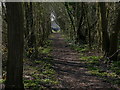 Wooded path leading to Lanesborough Road