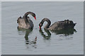 SP9313 : Black Swans at College Lake, near Tring by Chris Reynolds