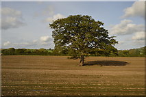 ST6533 : Isolated tree by N Chadwick