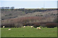 North Devon : Grassy Field & Sheep