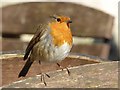 SX0863 : Robin at Lanhydrock #1 by Philip Halling