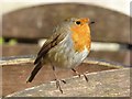 SX0863 :  Robin at Lanhydrock #2 by Philip Halling
