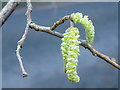 Hazel catkins, Corylus avellana