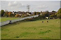 Llamas near Frome