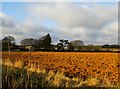 Evening  sun  on  ploughed  field