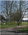 Saffron Walden: an avenue with daffodils