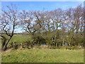 Junction of paths at a pond near Ox Hey