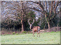 Red Deer stag near Minehead