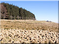 NY3822 : Grass tussocks on moorland by Trevor Littlewood