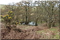 Woodland near Cairniehill Loch