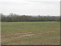 Oil seed rape at Etwall