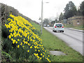 Daffodils in London Road, Tring