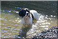 Cooling off in the waters by Grange