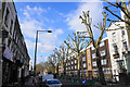 The result of council tree-lopping on Royal College Street