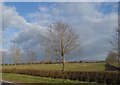 Trees and sheep by Merton Road