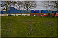 TQ2595 : Crocuses and containers, Barnet Hill by Christopher Hilton