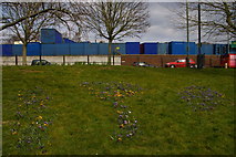 TQ2595 : Crocuses and containers, Barnet Hill by Christopher Hilton