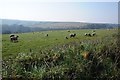 Sheep in a field opposite Trerice 3